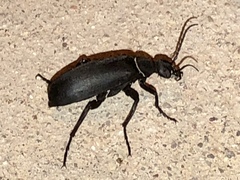 Epicauta segmenta