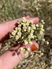 Baccharis sergiloides