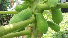 Carica papaya
