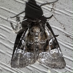 Meropleon diversicolor