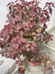 Euphorbia cotinifolia