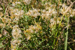 Chrysothamnus viscidiflorus