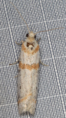 Acroncosa albiflavella