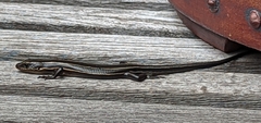 Plestiodon