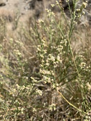 Baccharis sergiloides