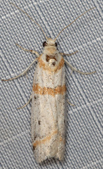 Acroncosa albiflavella