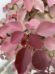 Euphorbia cotinifolia