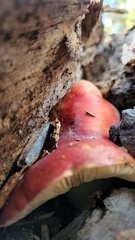 Tricholomopsis rutilans