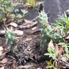 Cylindropuntia tunicata