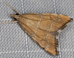 Aethiophysa extorris