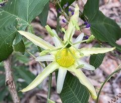 Passiflora herbertiana herbertiana