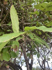Coccoloba barbadensis