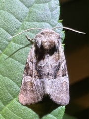 Meropleon diversicolor