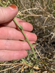 Baccharis sergiloides