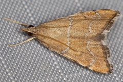 Aethiophysa extorris