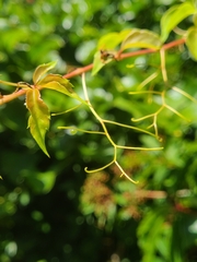 Eumorpha pandorus