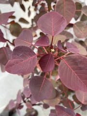 Euphorbia cotinifolia