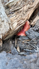 Tricholomopsis rutilans