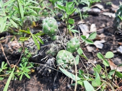Cylindropuntia tunicata