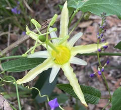 Passiflora herbertiana herbertiana