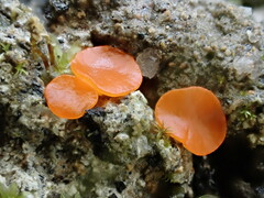 Pulvinula archeri
