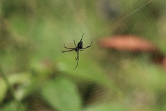 Leucauge tessellata