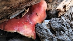 Tricholomopsis rutilans