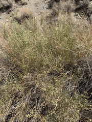 Baccharis sergiloides