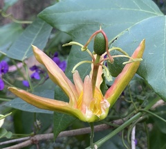 Passiflora herbertiana herbertiana