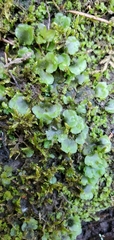 Pellia neesiana