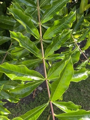 Allamanda