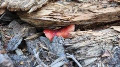 Tricholomopsis rutilans