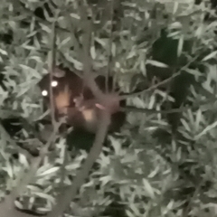 Pseudocheirus occidentalis