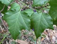 Passiflora herbertiana herbertiana