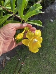 Allamanda