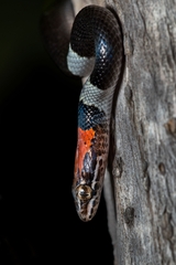 Pseudoleptodeira latifasciata