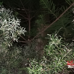 Pseudocheirus occidentalis