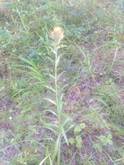 Carlina biebersteinii