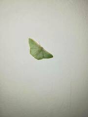 Pelagodes antiquadraria