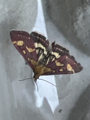 Pyrausta purpuralis
