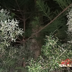 Pseudocheirus occidentalis