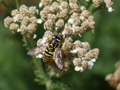 Spilomyia