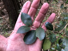 Loeseneriella barbata