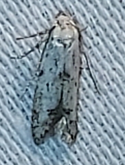 Pigritia
