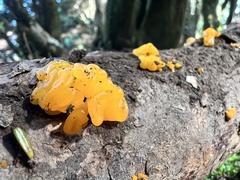 Dacrymycetaceae