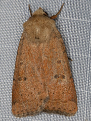 Caradrina montana