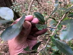 Loeseneriella barbata