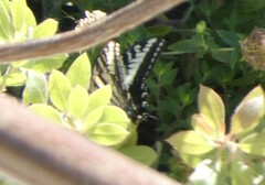 Papilio eurymedon
