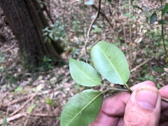 Loeseneriella barbata