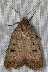 Caradrina montana